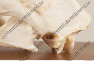 Photo References of Skull